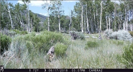 Figure 7. Camera 2 on June 17, 2018, at 72o. Summer starts in a few days. Source: Western Watersheds Project