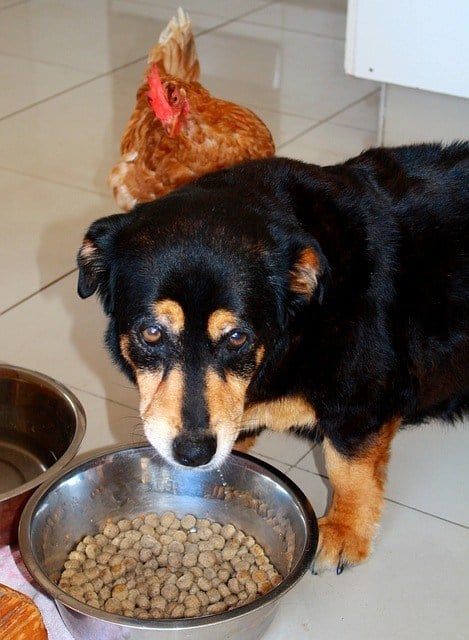 Will my dog eat taste of the wild orijen dry food what to look for when choosing