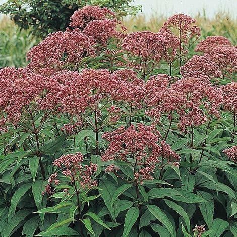 big plant ideas for borders