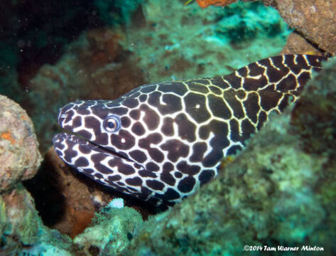 fish, fish friday, #fishfriday, dive