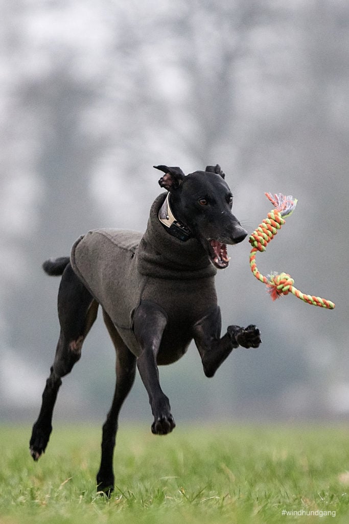 Bewegungsfoto Hund