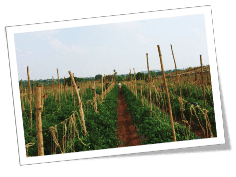 A picture of a tomato field in India