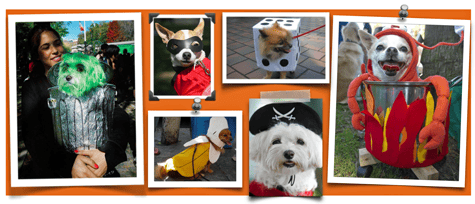 Dog Halloween Costumes – yes or no?