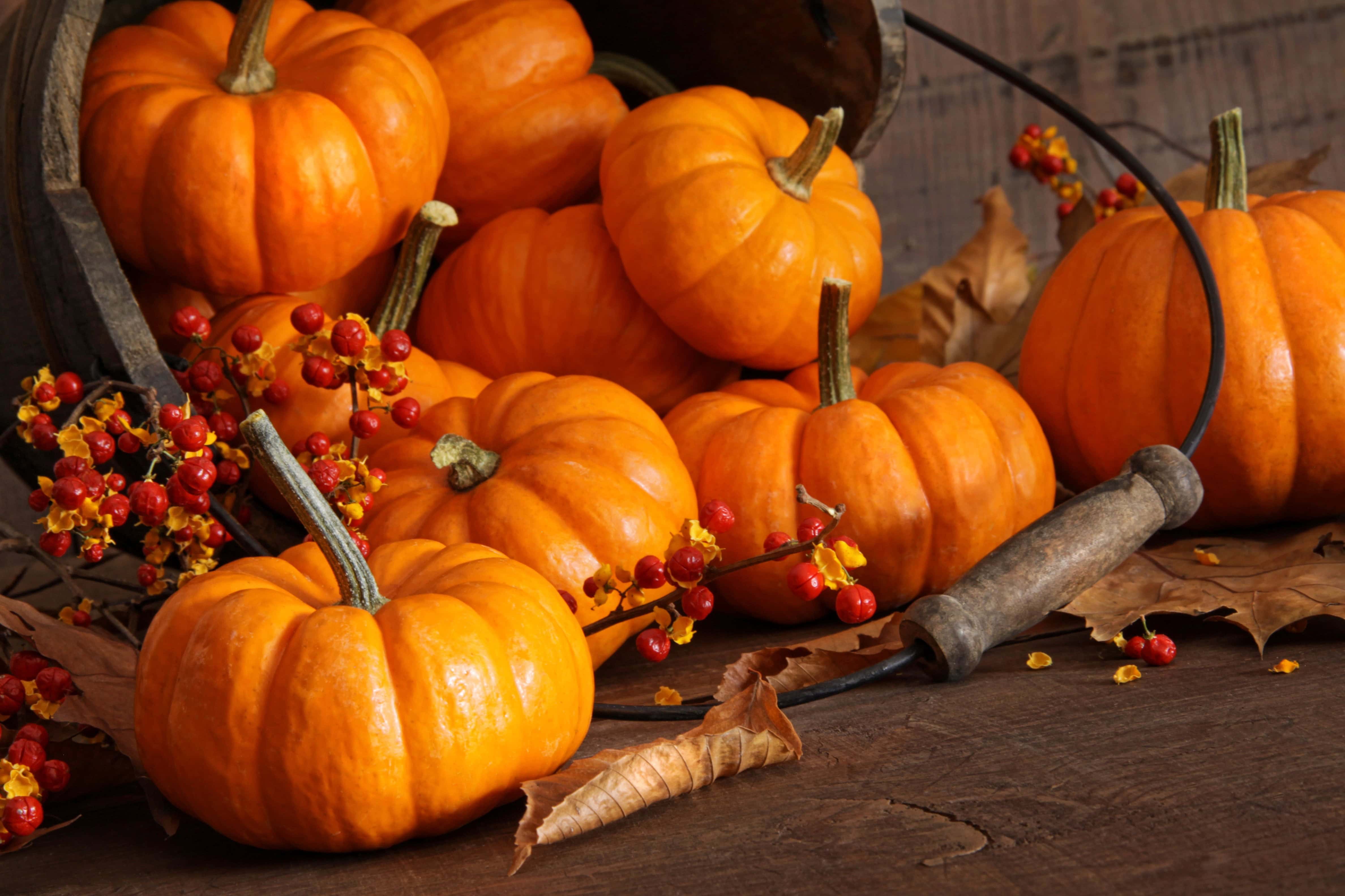 grow pumpkins