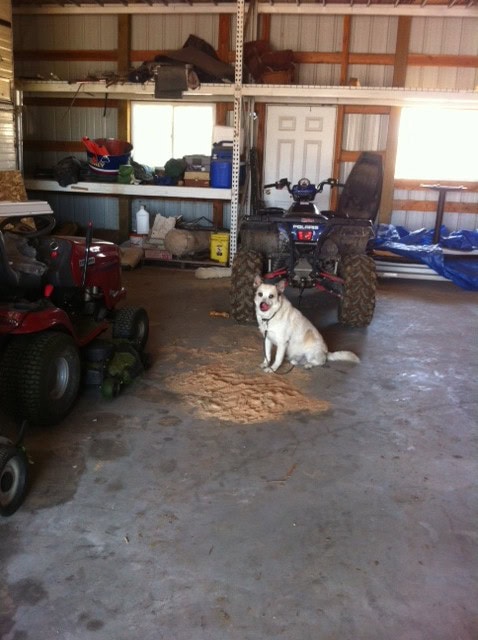 Guinny came to spend the day working with us too, James is not pictured but should be... this is his pup :)