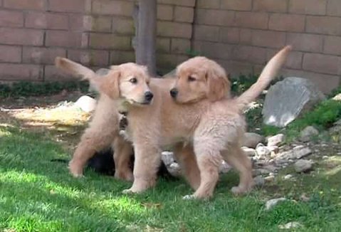 Golden Retriever Puppies Golden Retriever Puppies