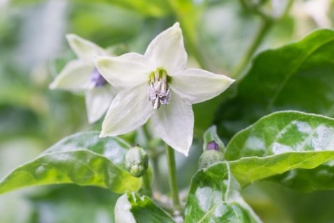 Pepper flower