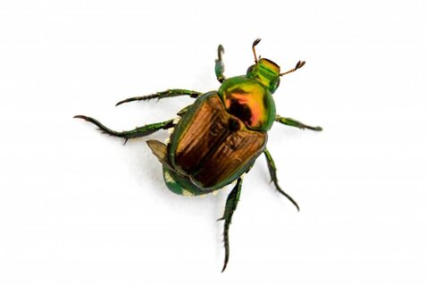 Beetles