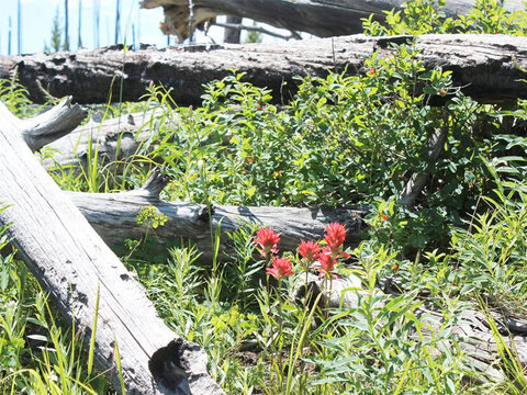 Indian Paintbrush Studios