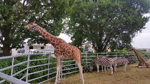 Bildquelle: http://www.circus-voyage.de/tierhaltung.html