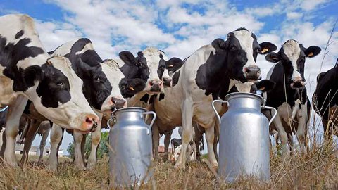 Du lait sans vache