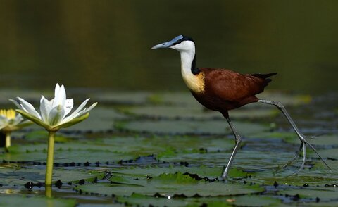 biodiversité