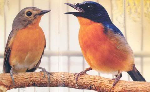 Teman bagi burung tledekan