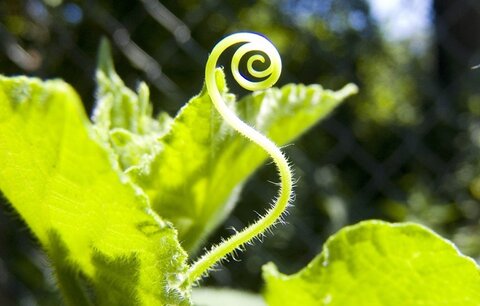 Intelligence des plantes