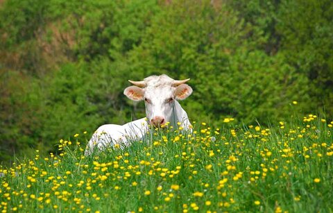 Vache dans pâturage