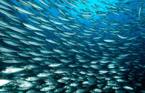 Sardines