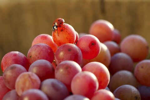 sécurité alimentaire