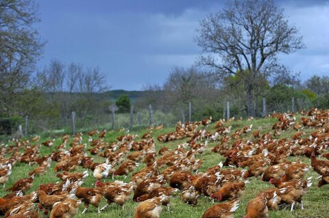 Elevage de poulets