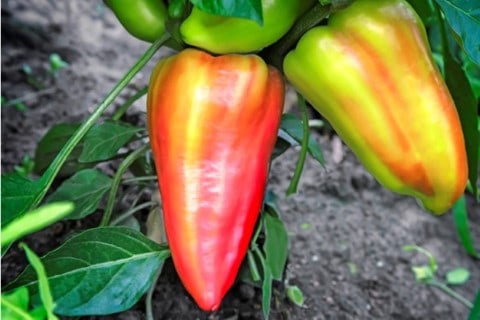 Pepper