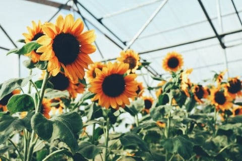 Sunflowers in greenhouse