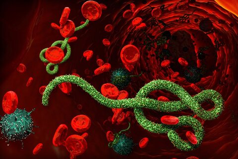 Le virus Ebola