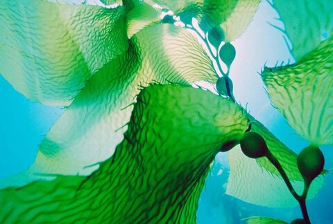 biotechnologies bleues