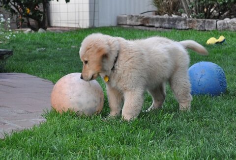 Apache A Golden Retriever Puppy Apache A Golden Retriever Puppy