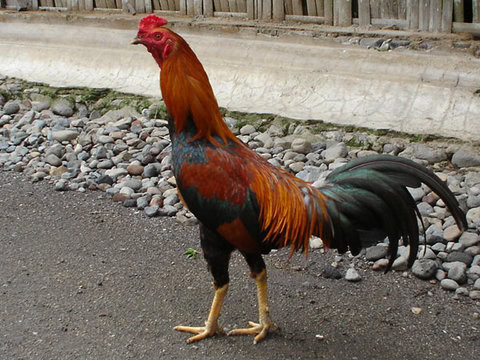 AYAM KOKOK BALENGGEK