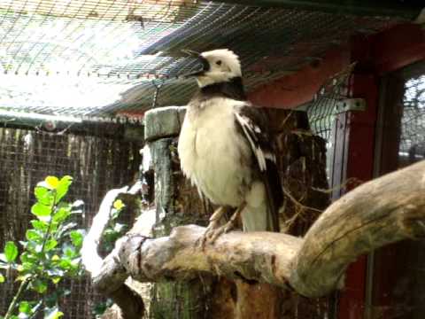 Penangkaran jalak hongkong