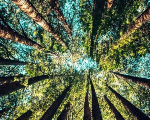 Planter des arbres pour compenser le CO2 : est-ce une si bonne idée ?