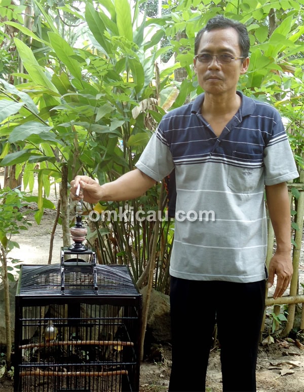 Cucak jenggot Kembang Arum