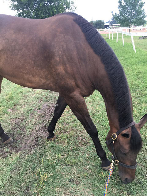 Not pictured - bucking, leaping and stallion prancing.