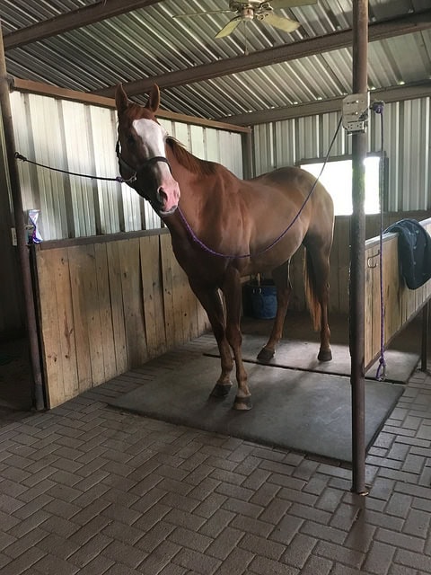 Shiny chestnut beast is shiny