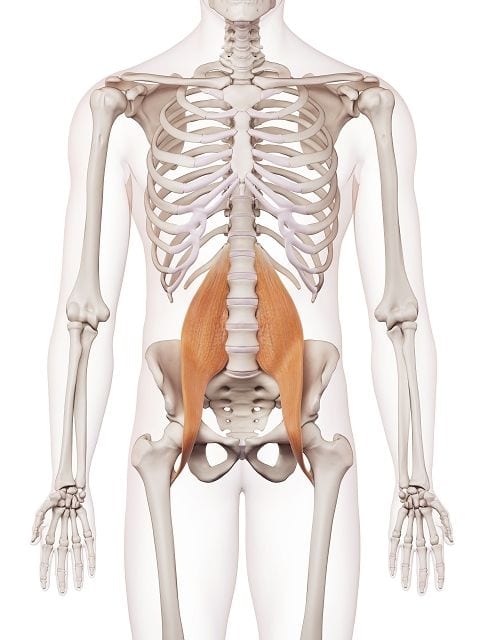 Großer_Lendenmuskel_(Hüftbeuger) Der große Lendenmuskel (musculus psoas major) und gehört gemeinsam mit Darmbeinmuskel (Musculus iliacus) zu den Hüftbeugern. Er verbindet den 12. Brustwirbel, die Lendenwirbel 1 - 5 mit dem Rollhügel des Oberschenkelknochens.