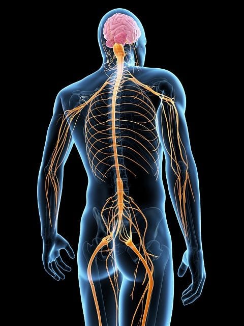 Nozizeptives System Verletzungen sogenannte noxische Reize werden durch das nozirezeptive System von den Nervenenden an das Gehirn weitergeleitet.
