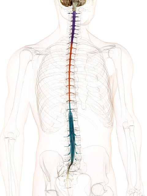 Myelopathie Eine Myelopathie ist eine Schädigung von Nervenzellen des Rückenmarks. Entscheidend für die Symptome ist ob die Schädigung im Bereich der Hals-, Brust- oder Lendenwirbelsäule auftritt. Eine Myelopathie ist gefolgt von neurologischen Ausfallerscheinungen wie Taubheitsgefühle oder Lähmungen.