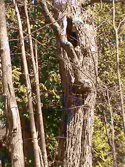 dead trees provide wildlife homes A picture of a dead tree.