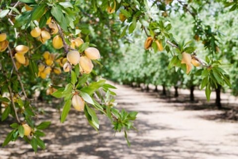 Almonds in an almond orchard