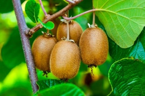 Kiwi fruit on tree
