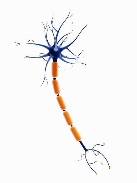 Nervenzelle Neuron mit Dendtrit, Zellkern, Soma, Axon, Myelinscheide, Ranvierscher Schnürring, Schwannsche Zelle, Axonterminale