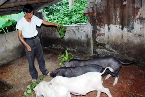 bệnh lợn nghệ