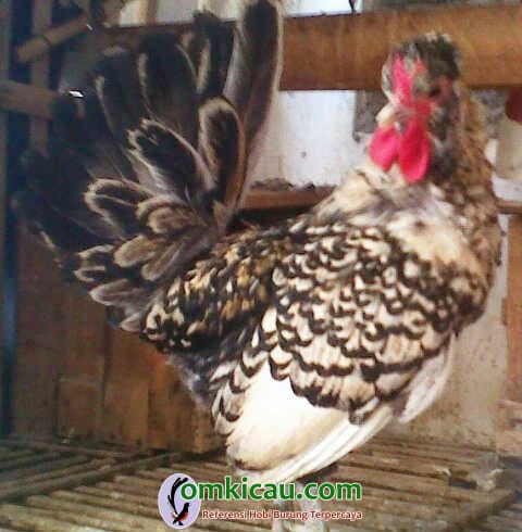 ayam polandia batik italia