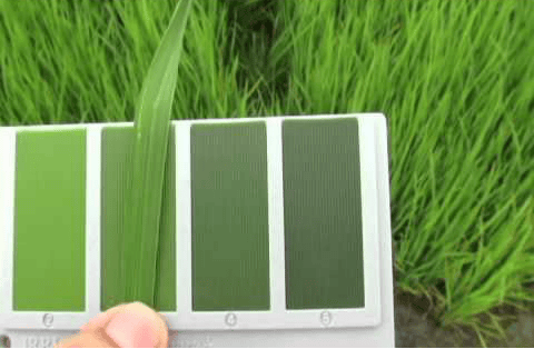 Bagan Warna Daun