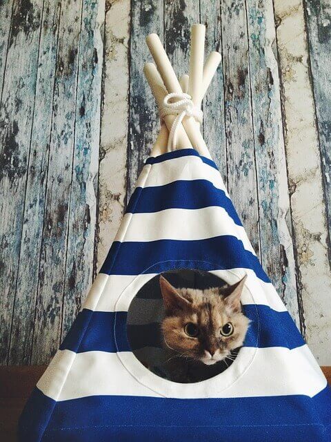 tipi pour chat