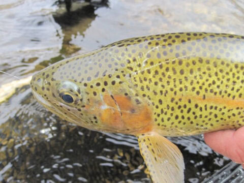 Ark Anglers Fly Shop Salida