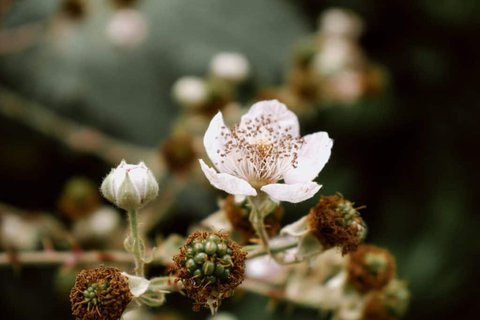 Among other honey varieties, blackberry is more common