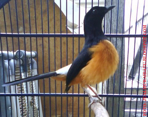 MURAI BATU BORNEO
