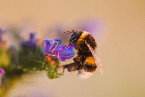 Bees collecting nectar