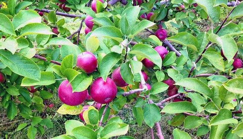 applebranch