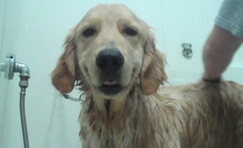 Wash Your Dog Wash Your Dog